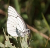 Aporia crataegi