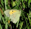 Colias crocea