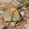 Colias crocea