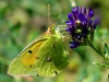 Colias crocea Colias crocea