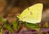 Colias sp.