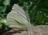 Pieris rapae Pieris rapae