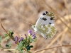 Pontia daplidice
