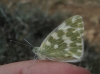 Pontia daplidice