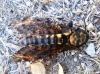 Acherontia atropos