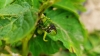 Acherontia atropos