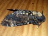 Acherontia atropos