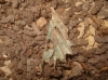 Actias isabellae
