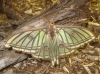 Actias isabellae