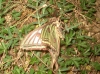 Actias isabellae