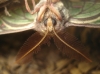 Actias isabellae