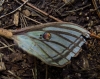 Actias isabellae