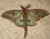 Actias isabellae