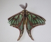 Actias isabellae
