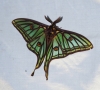 Actias isabellae