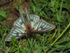 Actias isabellae