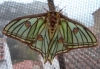 Actias isabellae