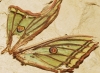 Actias isabellae