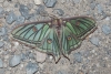 Actias isabellae