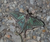 Actias isabellae