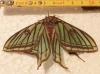Actias isabellae