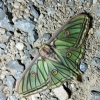Actias isabellae