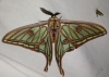 Actias isabellae