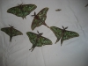 Actias isabellae