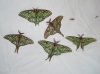 Actias isabellae