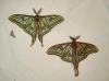Actias isabellae