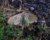 Actias isabelae