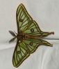 Actias isabellae