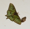 Actias isabellae