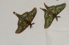 Actias isabellae