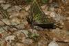 Actias isabellae