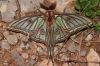 Actias isabellae