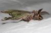 Actias isabellae