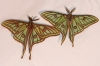 Actias isabellae
