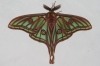 Actias isabellae