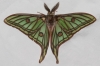 Actias isabellae