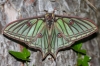 Actias isabellae