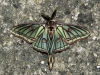 Actias isabellae