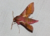 Deilephila porcellus