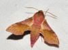 Deilephila porcellus