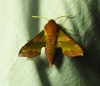Deilephila porcellus