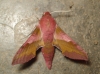 Deilephila porcellus