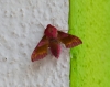 Deilephila porcellus