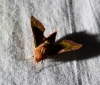 Deilephila porcellus