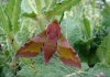 Deilephila porcellus