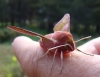 Deilephila porcellus